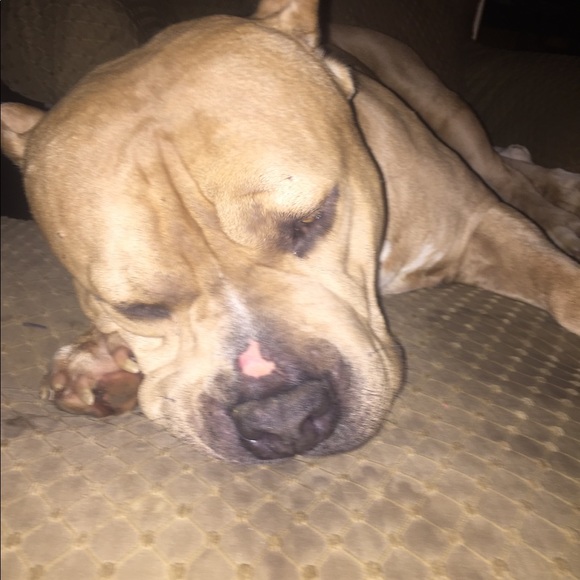 Meet your Posher, Jaime ❗️Top Rated Seller ❗️ - Picture 6 of 8